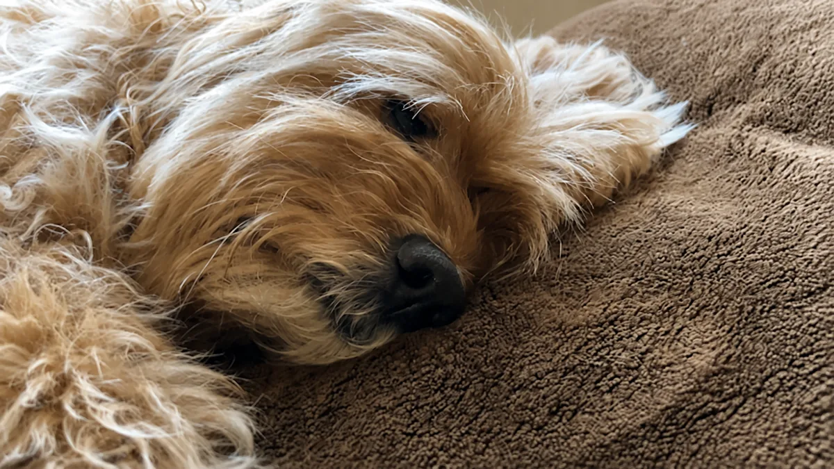 クッションの上で穏やかに休む愛犬