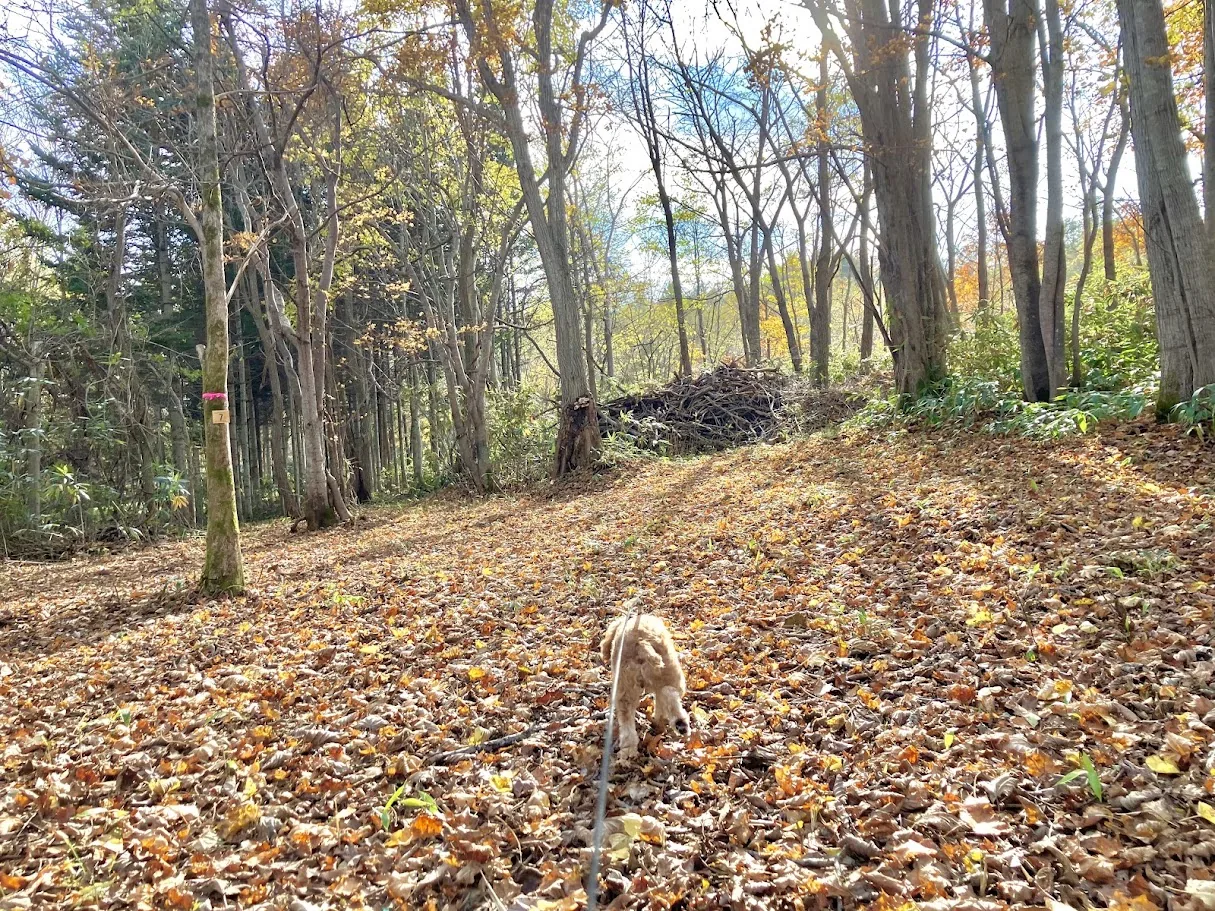 落ち葉の積もる札幌郊外の森を歩く愛犬